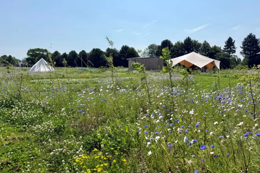 Minivan off grid Wilde Weide