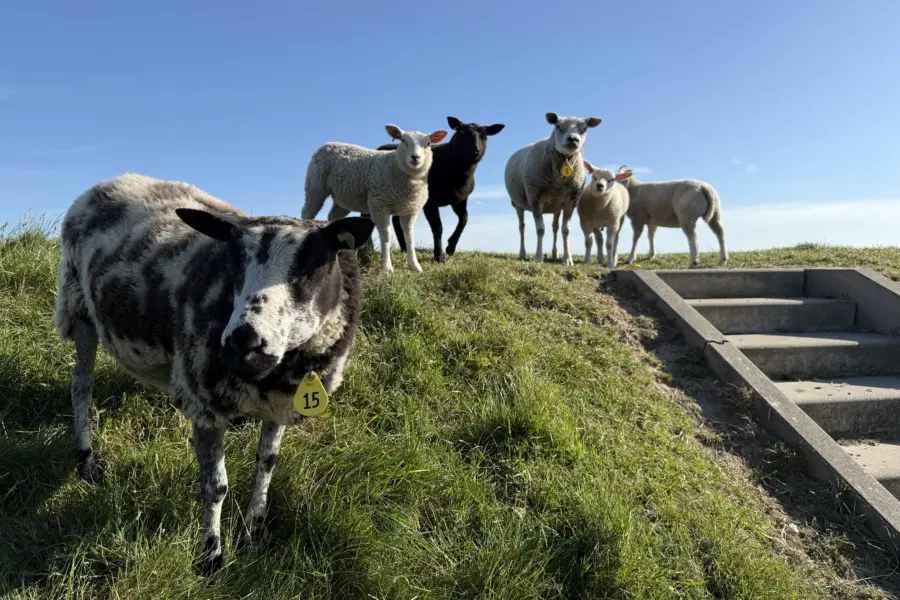Schapen op de dijk Weegors