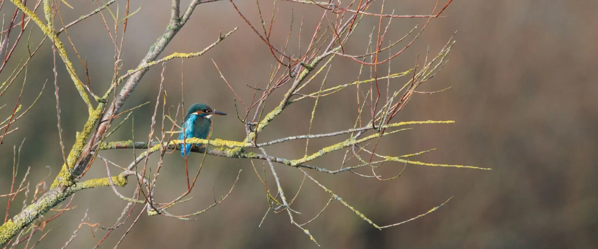 Ijsvogel A Kraak 2025