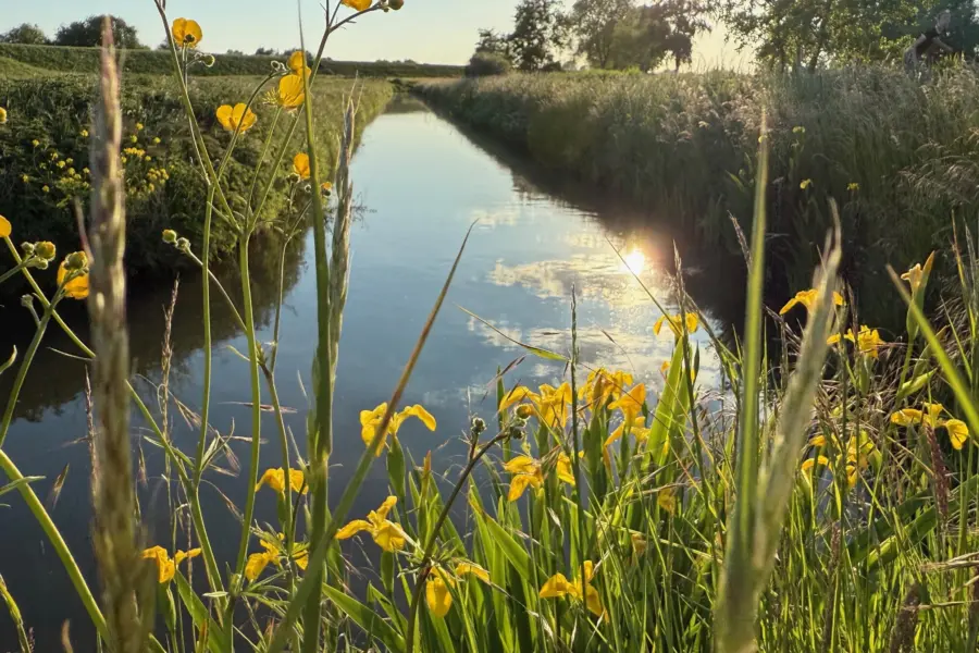 Bloemrijke slootrand Weergors