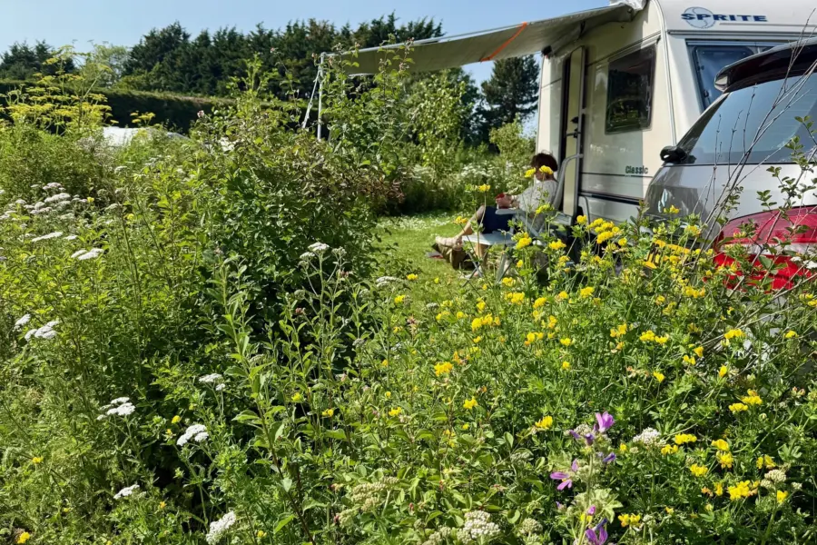 Kamperen bloemen Weergors