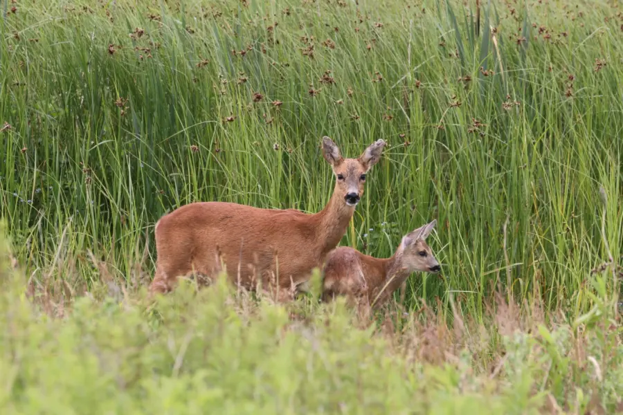 Briggenwirth Natuur Weergors