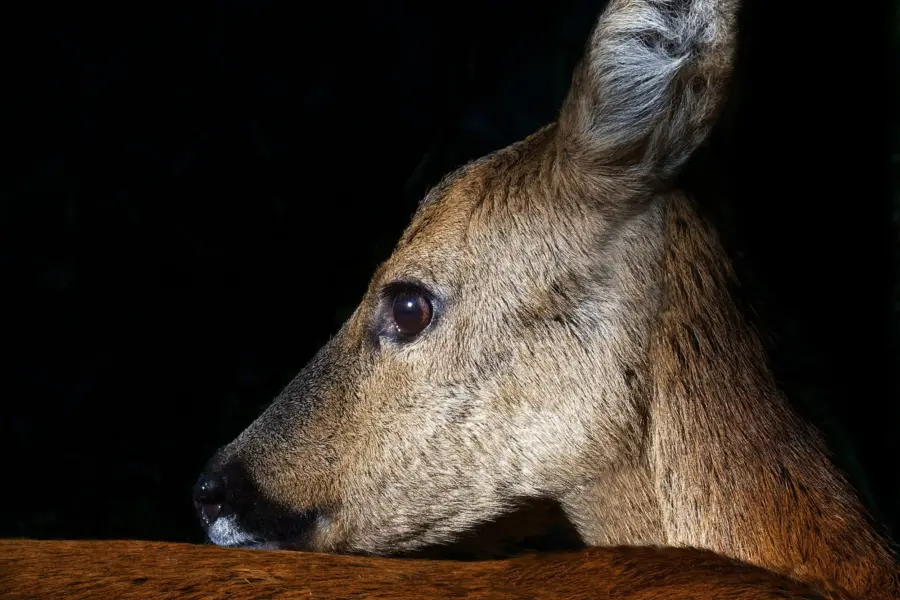 Briggenwirth Reegeit Quackjeswater