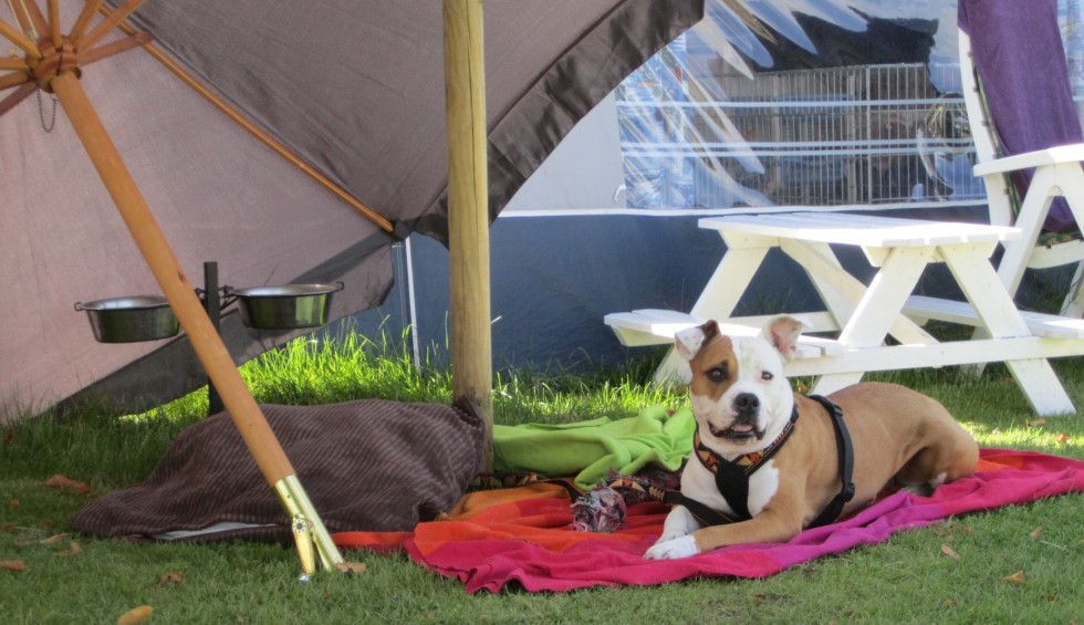 Honden op camping weergors_2.jpg
